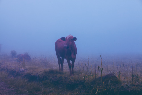 etherdreamsmag: KwaZulu-Natal, South Africa. And just sometimes, my reality has mornings and dayligh