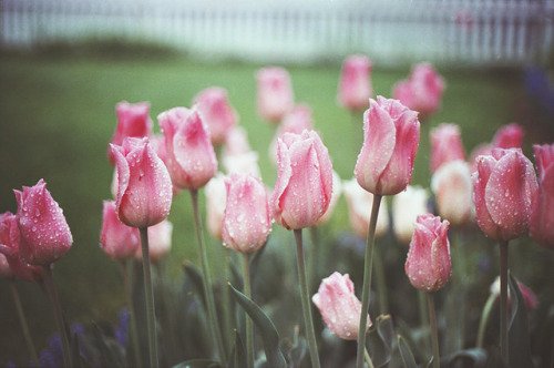 lemographie: Spring Tulips Michigan 