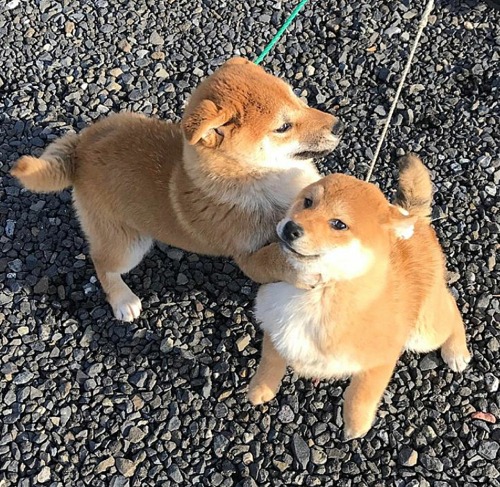 his-shining-tears:Puppers