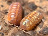 arcticarthropod:crevicedwelling:today’s isopod is Armadillidium vulgare “Orange Vigor,” an orange mutation of the common pillbug or roly-poly. they still show yellow scrawls and varying shades of base color, like the wild gray form, with males tending