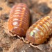 arcticarthropod:crevicedwelling:today’s isopod is Armadillidium vulgare “Orange Vigor,” an orange mutation of the common pillbug or roly-poly. they still show yellow scrawls and varying shades of base color, like the wild gray form, with males tending