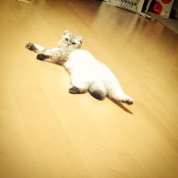 kpopinstagrampictures:  mjbaby0203: sunday say goodnight #jiascat #sunday aaaahahahahahaha nice pose