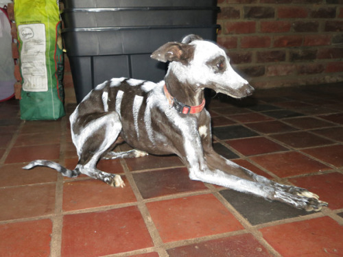 ainawgsd:Skeleton Dogs