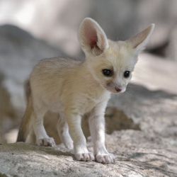 awwww-cute:  Very cute Fennec Fox cub! One