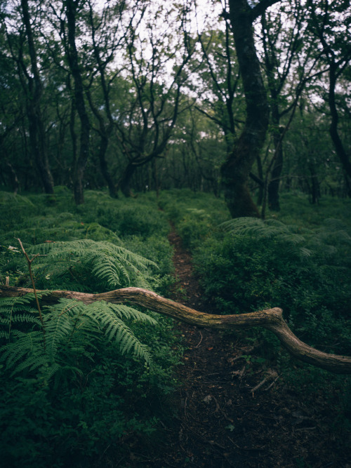 Ferns, Tracks and Oak CanopiesPhotographed by Freddie Ardley