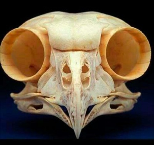 Owl skull