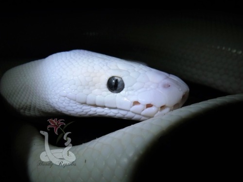 i-m-snek:Eyes