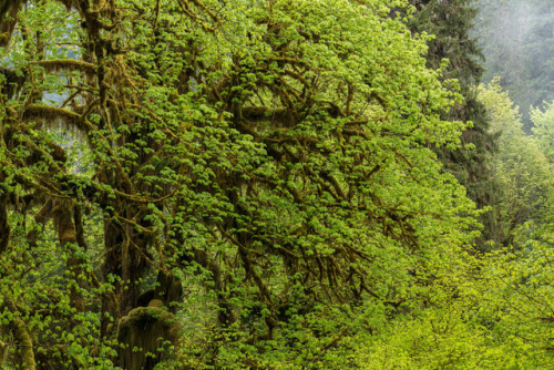 Hoh Rain Forest by RWightman