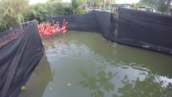 sdzoo:  No lassos in this flamingo roundup. Watch on YouTube. 