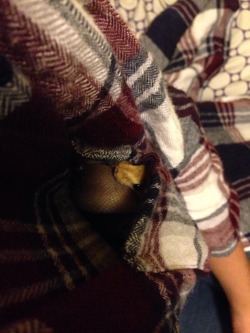 Tailslubsbps:  Chubby Son Sleeps In Mom’s Pocket.