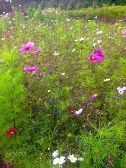 silvaris:  flowers by Rick Griffith  