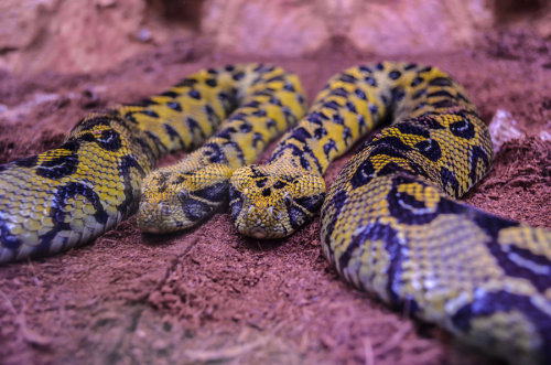 exotic-venom - (Bitis parviocula) Ethiopian mountain adder