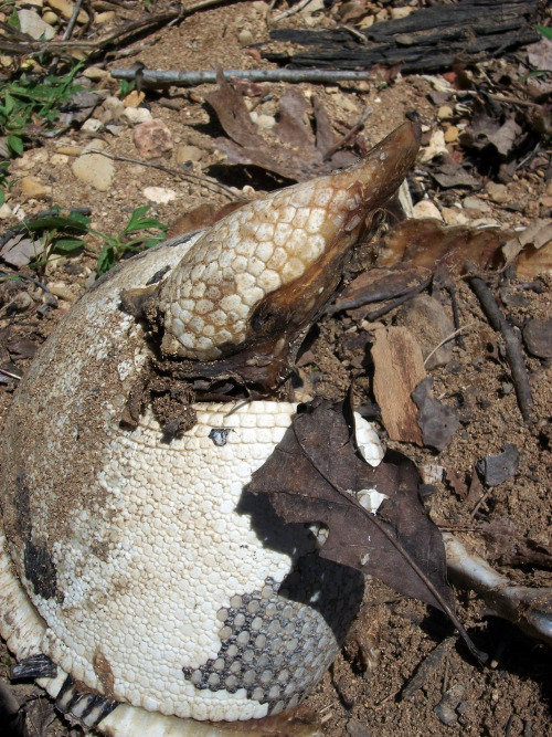 This big old armadillo skeleton washed up after a recent flood. Never used to have any around here b