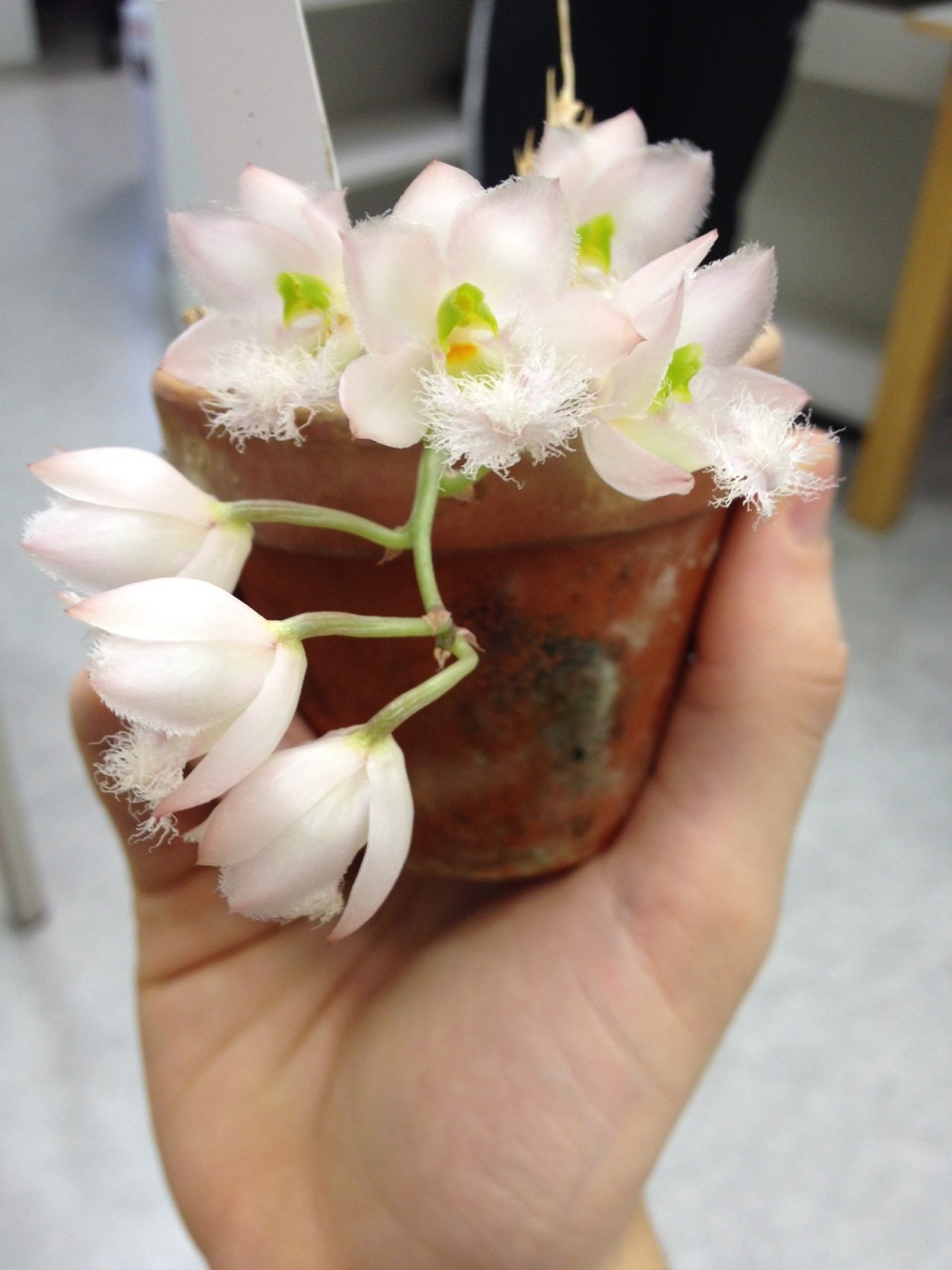 Clowesia rosea, a Mexican orchid. The scent is incredibly strong.