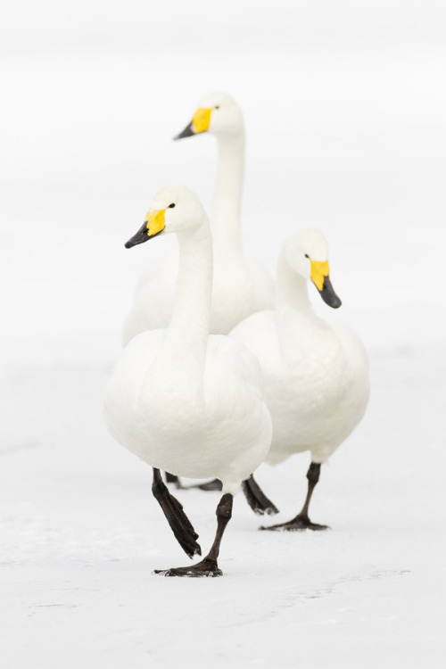 earthandanimals:   Whooper Swans   Photo by Jeremy Woodhouse   
