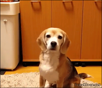 the-personal-quotes:  baby animal posts daily 