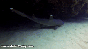 poonarts:  toomuchlamenotenoughbears:  fluffyflareon:  ayellowbirds:  hoediac:  the-monochrome-jester:   glitterysquidily:   canidteeth:   waywardfangir1:   iwillregretthistommorrow:   pickled-watermelons:   cyanbabe:  sharky-sharks:  Why do you like