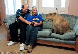 germanyspeen:  majorstranger:  ‘It’s no different to having a dog or cat’: The Texas couple who share their home with an EIGHT-STONE capybara named Gary… and even let him sleep in their bed.  it is a giant guinea pig 