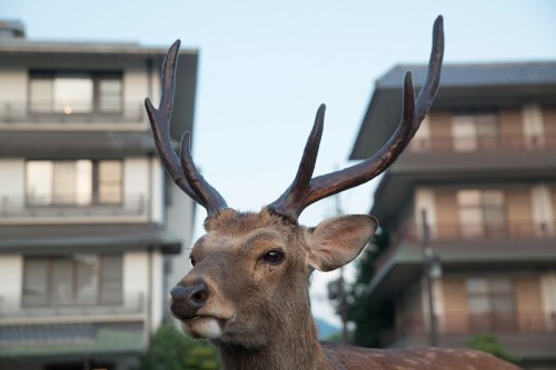 riggu:  Beyond the Border by Yoko Ishii“Early in the morning, the Sika deer can be found walking in the streets of the ancient Japanese capital, Nara, Japan. Sika deer are considered a divine servant of the Kasuga shrine, and are protected as a national