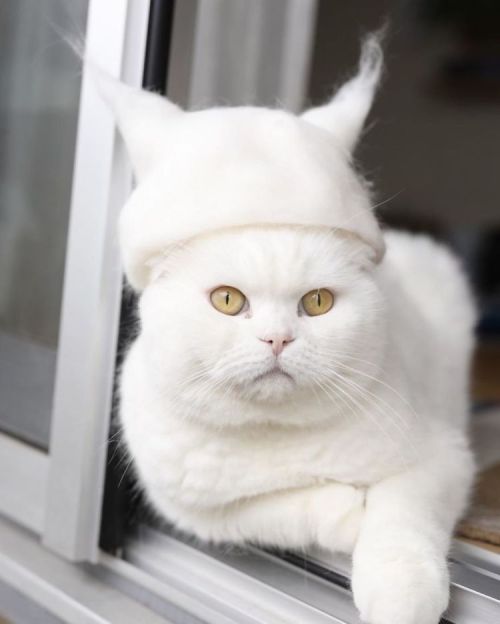 did-you-kno:mymodernmet:Photographer Fashions Fanciful Hats for His Cats… Out of Their Own HairAKA -