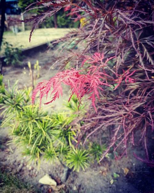 Day 167.#madelaine #flowers #tree #red #pink #like #instaphoto #photooftheday #wroclaw #family #we