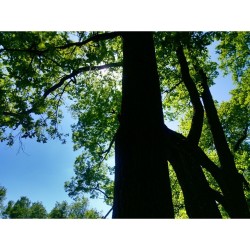 #Oaks Today 🌳🌱🌿 #Gatchina, #Russia #Travel 🌍 #Nature #Beautiful #Majestic