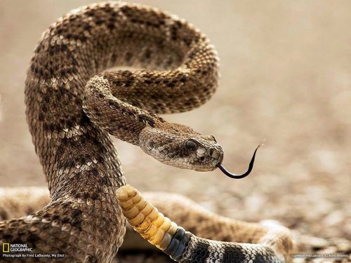 magicalnaturetour: Diamond rattlesnake In the U.S., the largest snake – is the diamond rattlesnake. 