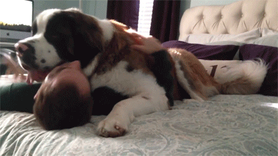 onlylolgifs:  Huge Saint Bernard dog being needy