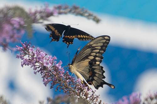 garyachapple: Giant vs Black Swallowtail   Urquhart Butterfly Garden, Dundas, Ontario, Aug