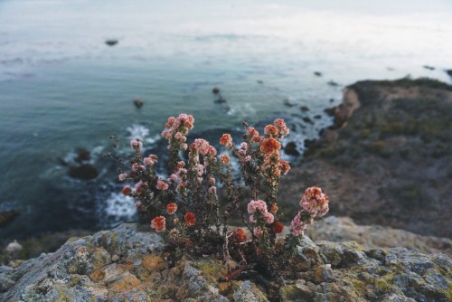 hannaoliviaway: seaside blooms