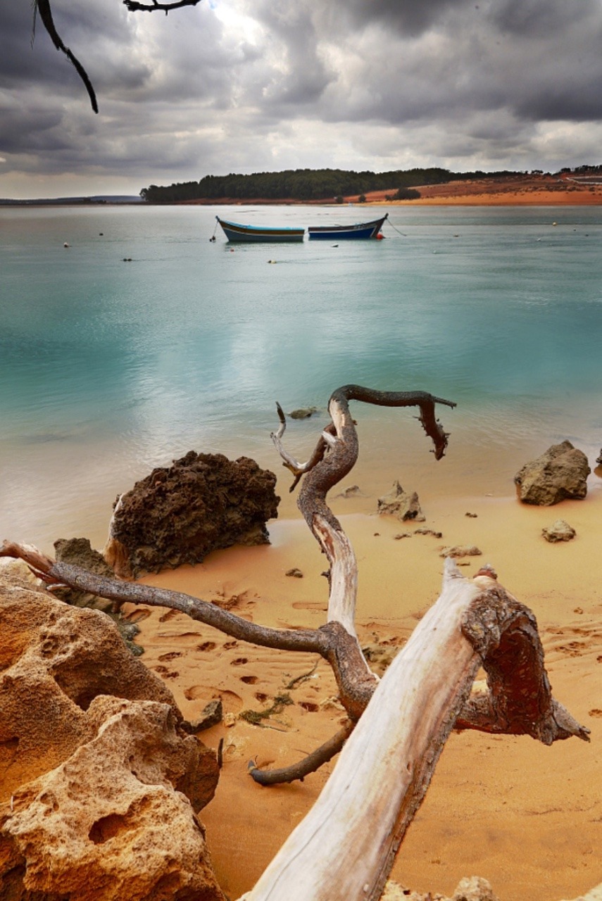 luxuriousimpressions:  Dead Tree on the beach | Moulay Bay, Morroco | Photographer