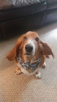 Mr.Marley was a very good boy at the salon