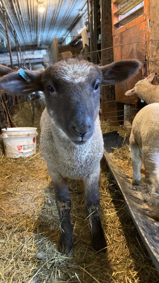 My Cute Lamby Boi
