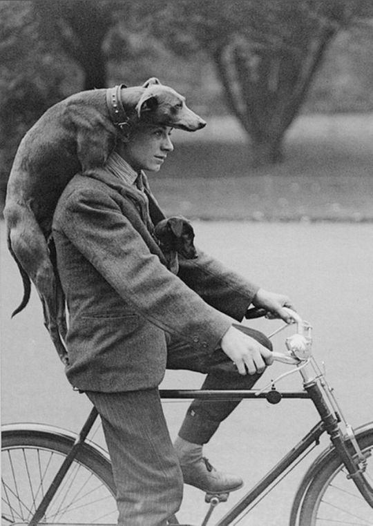 Two Dogs catching a Ride • Unknown Ph