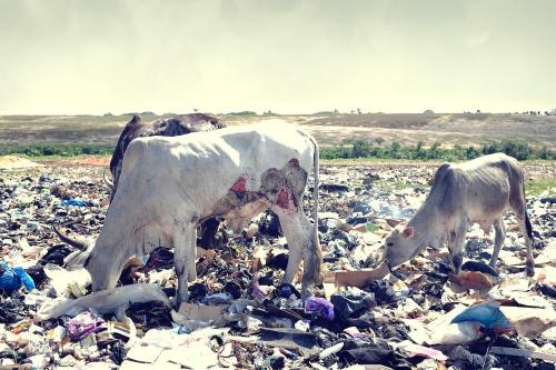 fotojournalismus: In what was once a wetland and recreation area, e-waste now mars the former pictur