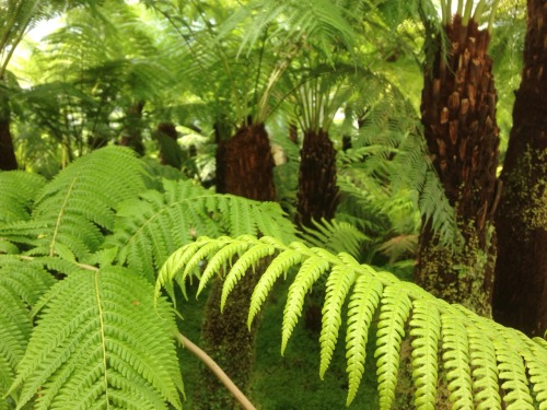 rachelcookgardendesign:The Glasgow botanic gardens, Tree Fernery.