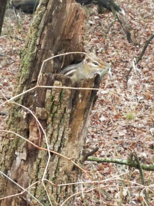 zooophagous:  This chipmunk was so fucking mad at me because I wouldn’t leave and it was trapped in this tree trunk