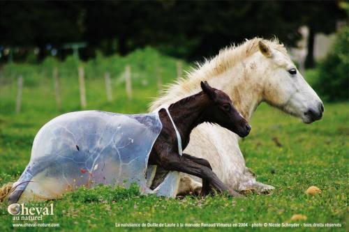 riding-blind: eezybree: maplewoodsporthorses: muscle-horse-appreciation: Foal emerging from cocoon