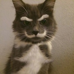 allanimalsunited:   thefountainofcute:  This cat has a mustache, eyebrows and….. || TheFountainofCute.tumblr.com  follow animals 