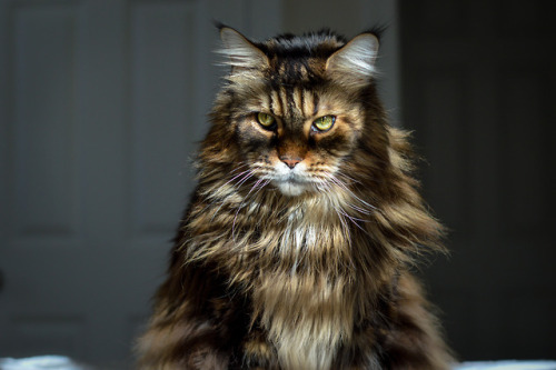 Ben the Maine Coon in striped sunlight. (Jan 2018)