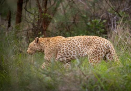 cryptid-wendigo:  This Strawberry Leopard was photographed in 2012 at the Madikwe Game Reserve in South Africa and is the first Strawberry Leopard to be photographed. The president of   Panthera - a U.S. based wild cat conservation organization - assumes