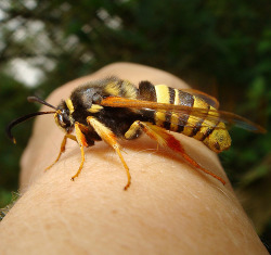 Daily-Meme:  This Is A Hornet Moth. A Harmless Moth Which Happens To Do An Excellent