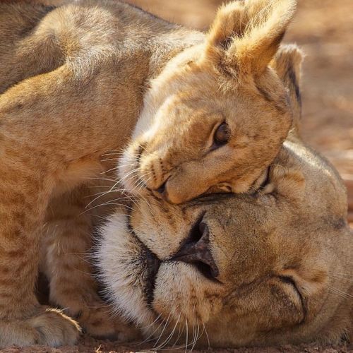 Lion Loveby #wildographydudette @missymandel_photography#Wildographyhttps://www.instagram.com/