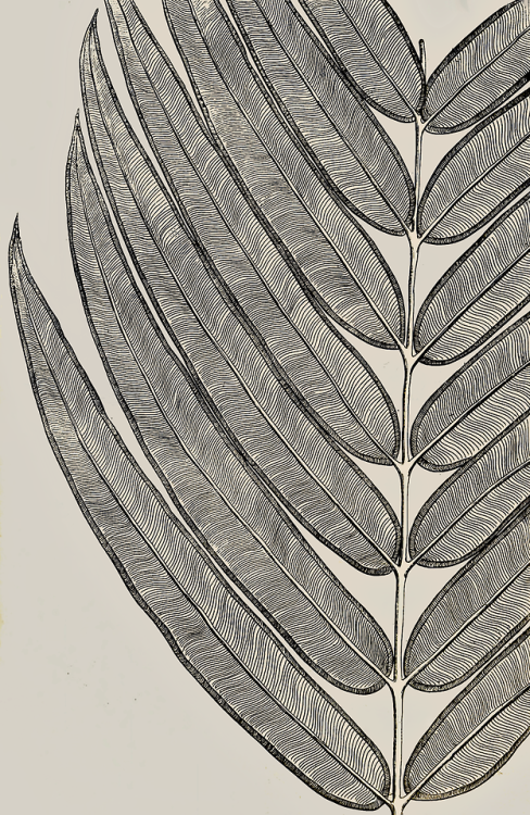 Description des plantes de l'Amérique, avec leurs figures - illustrated by Charles Plumier - 