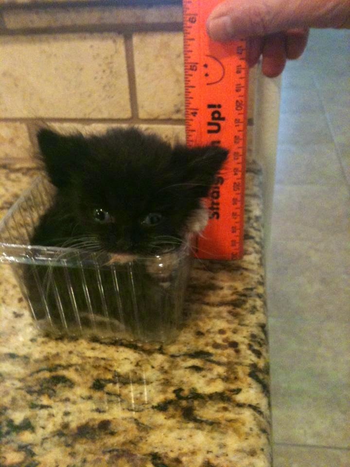 catasters:  &ldquo;This is my first If I Fit, I Sit!!”