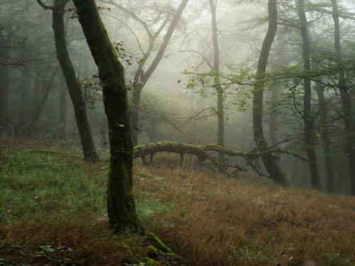 Wald am Rimberg by Felix Wesch Instagram | Facebook | 500px | Twitter | Website