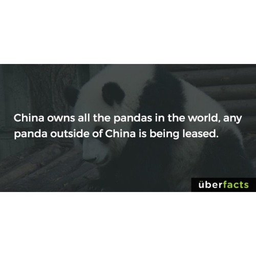 #uberfacts