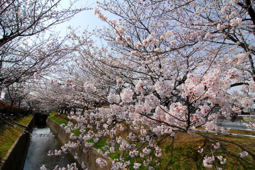 20080329 Cherry Blossom 17 by BONGURI on Flickr.