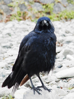 kinkurohajiro:14 jan. 2015(水) Carrion Crow family @ Kamogawa Go-jo, Kyoto.  parents (4&amp;5; dad in front) their big child (1-3,6-9)  #14gojofam  actually, the kid is big enough to have already left the parents’ territory. so now, not only dad but