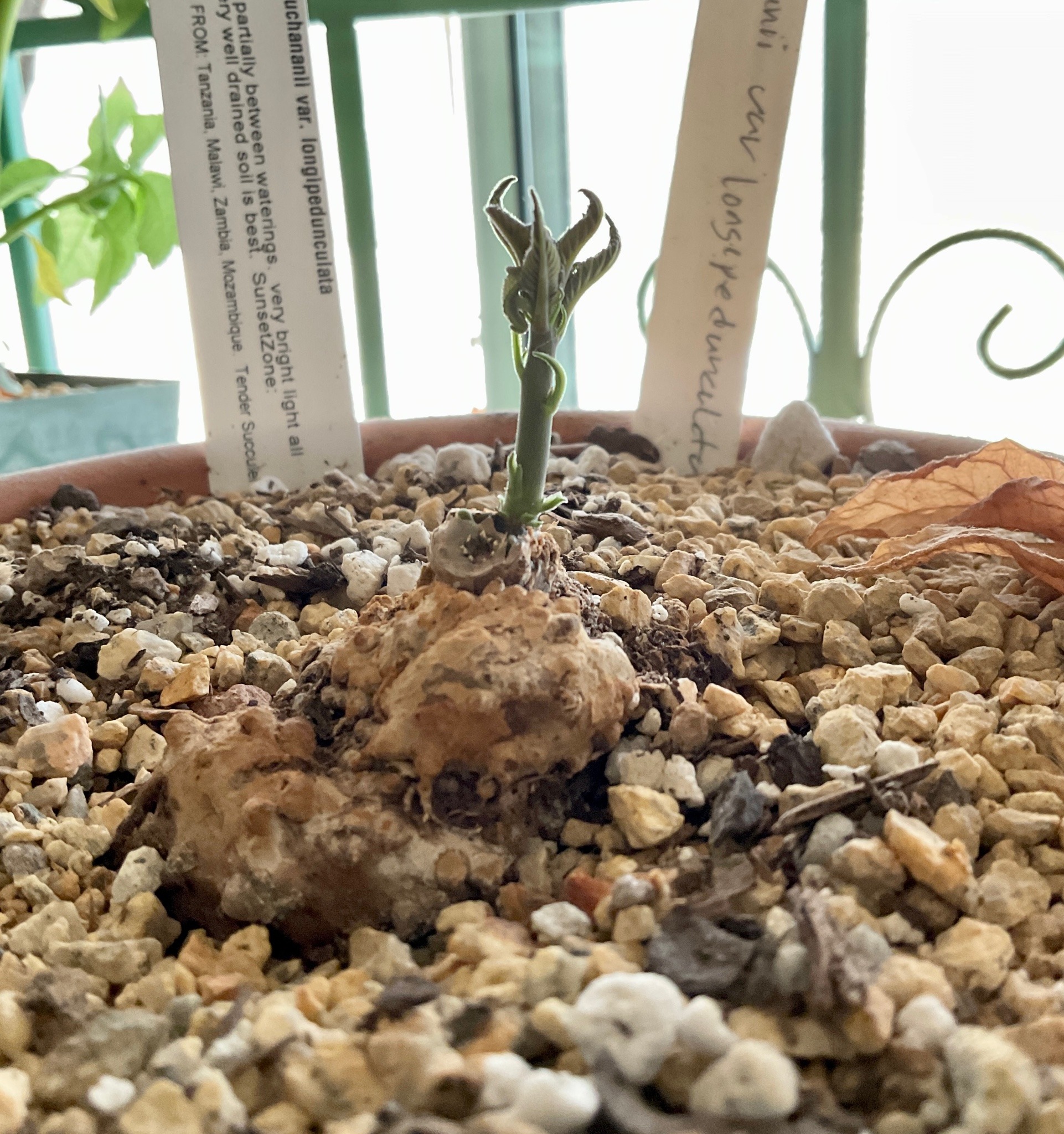 A closeup of a potted succulent, consisting of a lumpy caudex, which blends into the tan top dressing in the pot, and a small sprout of new growth.